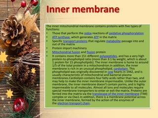 Inner membrane
The inner mitochondrial membrane contains proteins with five types of
functions:
• Those that perform the redox reactions of oxidative phosphorylation
• ATP synthase, which generates ATP in the matrix
• Specific transport proteins that regulate metabolite passage into and
out of the matrix
• Protein import machinery
• Mitochondrial fusion and fission protein
• It contains more than 151 different polypeptides, and has a very high
protein-to-phospholipid ratio (more than 3:1 by weight, which is about
1 protein for 15 phospholipids). The inner membrane is home to around
1/5 of the total protein in a mitochondrion.In addition, the inner
membrane is rich in an unusual phospholipid, cardiolipin. This
phospholipid was originally discovered in cow hearts in 1942, and is
usually characteristic of mitochondrial and bacterial plasma
membranes.Cardiolipin contains four fatty acids rather than two, and
may help to make the inner membrane impermeable. Unlike the outer
membrane, the inner membrane doesn't contain porins, and is highly
impermeable to all molecules. Almost all ions and molecules require
special membrane transporters to enter or exit the matrix. Proteins are
ferried into the matrix via the translocase of the inner membrane (TIM)
complex or via Oxa1.In addition, there is a membrane potential across
the inner membrane, formed by the action of the enzymes of
the electron transport chain.
 