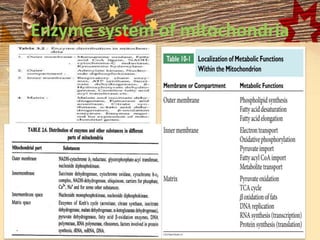 Enzyme system of mitochondria
 