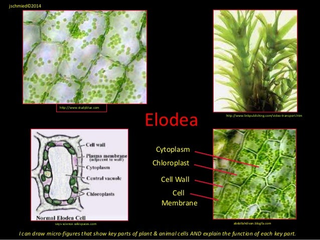 Diagram Label Diagram Of Elodea Cells Mydiagramonline