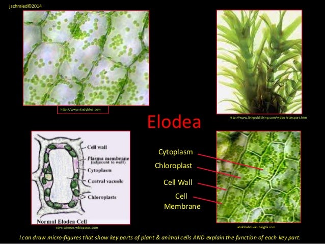 Cell biology notes