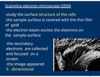 THEORY cell_biology__notes_print_1[1].pptx