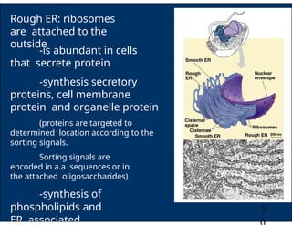 THEORY cell_biology__notes_print_1[1].pptx