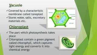 Covered by a characteristic
membrane called tonoplast
Stores water, salts, excretory
materials etc.
Chloroplast
 The part which photosynthesis takes
place
 Chloroplast contain a green pigment
called chlorophyll, which captures
light energy and converts it into
chemical energy
Vacuole
 