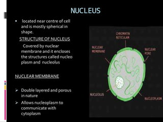 TRANSCRIPTION
 Copying of genetic material from DNA to RNA
 Transcription of genetic codes in nucleus

formation of m RN...