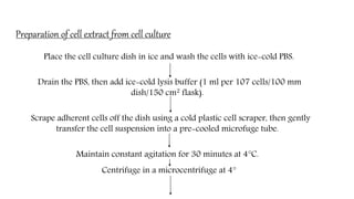 Preparation of cell extract from cell culture
Place the cell culture dish in ice and wash the cells with ice-cold PBS.
Drain the PBS, then add ice-cold lysis buffer (1 ml per 107 cells/100 mm
dish/150 cm2 flask).
Scrape adherent cells off the dish using a cold plastic cell scraper, then gently
transfer the cell suspension into a pre-cooled microfuge tube.
Maintain constant agitation for 30 minutes at 4°C.
Centrifuge in a microcentrifuge at 4°
 