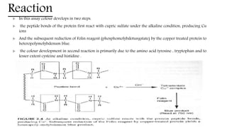 Reaction
 In this assay colour develops in two steps.
 the peptide bonds of the protein first react with cupric sulfate under the alkaline condition, producing Cu
ions
 And the subsequent reduction of Folin reagent (phosphomolybdotungstate) by the copper treated protein to
heteropolymolybdenum blue.
 the colour development in second reaction is primarily due to the amino acid tyrosine , tryptophan and to
lesser extent cysteine and histidine .
 
