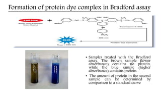 Formation of protein dye complex in Bradford assay
• Samples treated with the Bradford
assay. The brown sample (lower
absorbance) contains no protein,
while the blue sample (higher
absorbance) contains protein.
• The amount of protein in the second
sample can be determined by
comparison to a standard curve
 