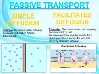 Example: Oxygen or water diffusing
into a cell and carbon dioxide
diffusing out.
Examples: Glucose or amino acids moving
from blood into a cell.
An nerve electrical impulse results from
opening protein channels for ions that
move by facilitated diffusion.
 