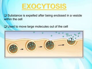  Substance is expelled after being enclosed in a vesicle
within the cell
 Used to move large molecules out of the cell
 
