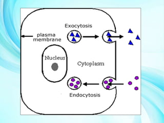 Plasma Membrane