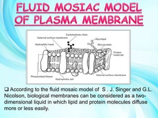  According to the fluid mosaic model of S . J. Singer and G.L.
Nicolson, biological membranes can be considered as a two-
dimensional liquid in which lipid and protein molecules diffuse
more or less easily.
 