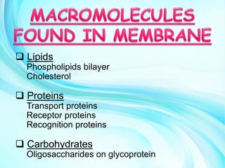  Lipids
Phospholipids bilayer
Cholesterol
 Proteins
Transport proteins
Receptor proteins
Recognition proteins
 Carbohydrates
Oligosaccharides on glycoprotein
 