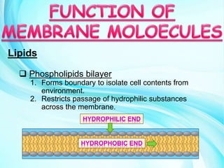 Lipids
 Phospholipids bilayer
1. Forms boundary to isolate cell contents from
environment.
2. Restricts passage of hydrophilic substances
across the membrane.
HYDROPHILIC END
HYDROPHOBIC END
 