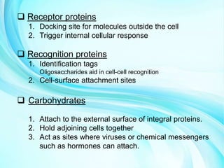  Receptor proteins
1. Docking site for molecules outside the cell
2. Trigger internal cellular response
 Recognition proteins
1. Identification tags
Oligosaccharides aid in cell-cell recognition
2. Cell-surface attachment sites
 Carbohydrates
1. Attach to the external surface of integral proteins.
2. Hold adjoining cells together
3. Act as sites where viruses or chemical messengers
such as hormones can attach.
 