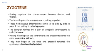 Meiosis : introduction and phases of meiosis. | PPT