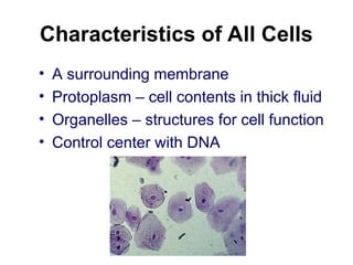 Characteristics of All Cells
• A surrounding membrane
• Protoplasm – cell contents in thick fluid
• Organelles – structures for cell function
• Control center with DNA
 