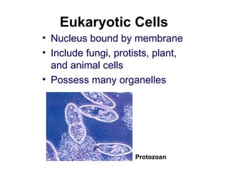Eukaryotic Cells
• Nucleus bound by membrane
• Include fungi, protists, plant,
and animal cells
• Possess many organelles
Protozoan
 