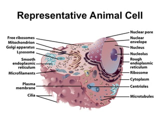 Representative Animal Cell
 