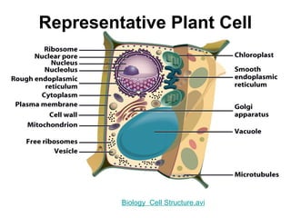 Representative Plant Cell
Biology Cell Structure.avi
 