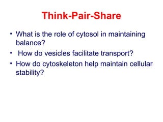 Think-Pair-Share
• What is the role of cytosol in maintaining
balance?
• How do vesicles facilitate transport?
• How do cytoskeleton help maintain cellular
stability?
 
