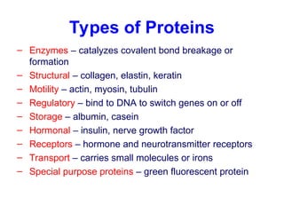 Types of Proteins
– Enzymes – catalyzes covalent bond breakage or
formation
– Structural – collagen, elastin, keratin
– Motility – actin, myosin, tubulin
– Regulatory – bind to DNA to switch genes on or off
– Storage – albumin, casein
– Hormonal – insulin, nerve growth factor
– Receptors – hormone and neurotransmitter receptors
– Transport – carries small molecules or irons
– Special purpose proteins – green fluorescent protein
 