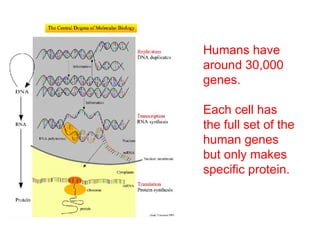 Humans have
around 30,000
genes.
Each cell has
the full set of the
human genes
but only makes
specific protein.
 
