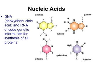 Nucleic Acids
• DNA
(deoxyribonucleic
acid) and RNA
encode genetic
information for
synthesis of all
proteins
 