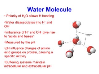Water Molecule
• Polarity of H2O allows H bonding
•Water disassociates into H+
and
OH-
•Imbalance of H+
and OH-
give rise
to “acids and bases”
•Measured by the pH
•pH influence charges of amino
acid groups on protein, causing a
specific activity
•Buffering systems maintain
intracellular and extracellular pH
 