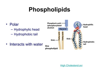 Phospholipids
• Polar
– Hydrophylic head
– Hydrophobic tail
• Interacts with water
High Cholesterol.avi
 