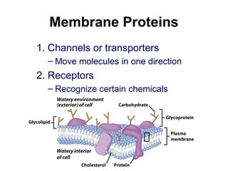 Membrane Proteins
1. Channels or transporters
– Move molecules in one direction
2. Receptors
– Recognize certain chemicals
 