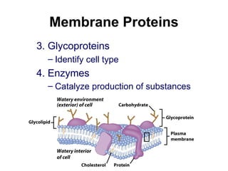 Membrane Proteins
3. Glycoproteins
– Identify cell type
4. Enzymes
– Catalyze production of substances
 