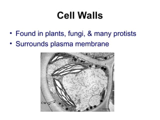 Cell Walls
• Found in plants, fungi, & many protists
• Surrounds plasma membrane
 