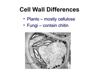 Cell Wall Differences
• Plants – mostly cellulose
• Fungi – contain chitin
 