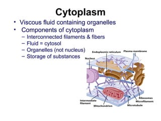 Cytoplasm
• Viscous fluid containing organelles
• Components of cytoplasm
– Interconnected filaments & fibers
– Fluid = cytosol
– Organelles (not nucleus)
– Storage of substances
 