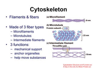 Cytoskeleton
• Filaments & fibers
• Made of 3 fiber types
– Microfilaments
– Microtubules
– Intermediate filaments
• 3 functions:
– mechanical support
– anchor organelles
– help move substances
Cytoskeleton Structure and Function.avi
A Day in the Life of a Motor Protein.avi
 