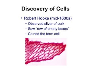 Discovery of Cells
• Robert Hooke (mid-1600s)
– Observed sliver of cork
– Saw “row of empty boxes”
– Coined the term cell
 