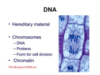 DNA
• Hereditary material
• Chromosomes
– DNA
– Protiens
– Form for cell division
• Chromatin
The Structure of DNA.avi
 