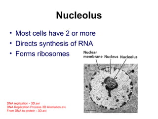 Nucleolus
• Most cells have 2 or more
• Directs synthesis of RNA
• Forms ribosomes
DNA replication - 3D.avi
DNA Replication Process 3D Animation.avi
From DNA to protein - 3D.avi
 