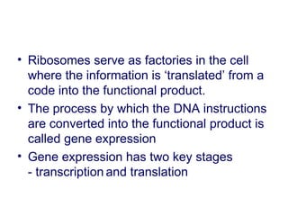 • Ribosomes serve as factories in the cell
where the information is ‘translated’ from a
code into the functional product.
• The process by which the DNA instructions
are converted into the functional product is
called gene expression
• Gene expression has two key stages
- transcription and translation
 