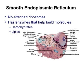 Smooth Endoplasmic Reticulum
• No attached ribosomes
• Has enzymes that help build molecules
– Carbohydrates
– Lipids
 