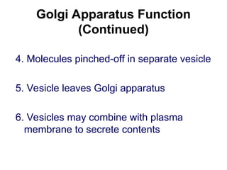 Golgi Apparatus Function
(Continued)
4. Molecules pinched-off in separate vesicle
5. Vesicle leaves Golgi apparatus
6. Vesicles may combine with plasma
membrane to secrete contents
 