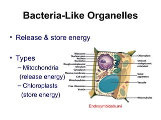 Bacteria-Like Organelles
• Release & store energy
• Types
– Mitochondria
(release energy)
– Chloroplasts
(store energy)
Endosymbiosis.avi
 