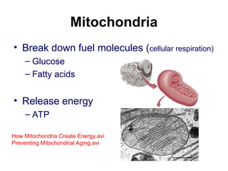 Mitochondria
• Break down fuel molecules (cellular respiration)
– Glucose
– Fatty acids
• Release energy
– ATP
How Mitochondria Create Energy.avi
Preventing Mitochondrial Aging.avi
 