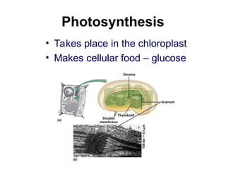Photosynthesis
• Takes place in the chloroplast
• Makes cellular food – glucose
 