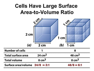 Cells Have Large Surface
Area-to-Volume Ratio
 