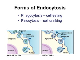 Forms of Endocytosis
• Phagocytosis – cell eating
• Pinocytosis – cell drinking
 