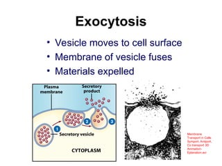 Exocytosis
• Vesicle moves to cell surface
• Membrane of vesicle fuses
• Materials expelled
Membrane
Transport in Cells
Symport, Antiport,
Co transport 3D
Animation-
Eplanation.avi
 