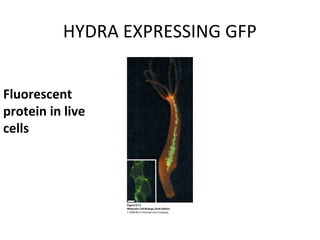 HYDRA EXPRESSING GFP
Fluorescent
protein in live
cells
 