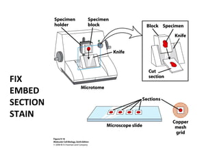 FIX
EMBED
SECTION
STAIN
 