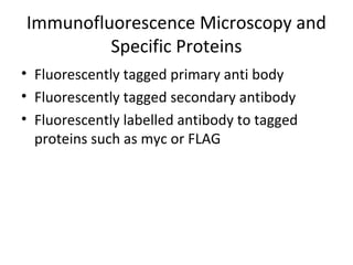 Immunofluorescence Microscopy and
Specific Proteins
• Fluorescently tagged primary anti body
• Fluorescently tagged secondary antibody
• Fluorescently labelled antibody to tagged
proteins such as myc or FLAG
 